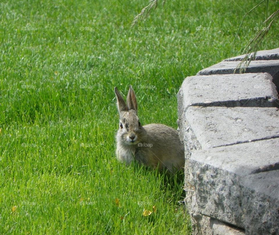 Playing hide and seek, with this fluffy, cute but wild, brown and white bunny rabbit, who is sitting behind a grey stone flowerbed, in some very lush green grass, in a yard, on a sunny, summer day, close up