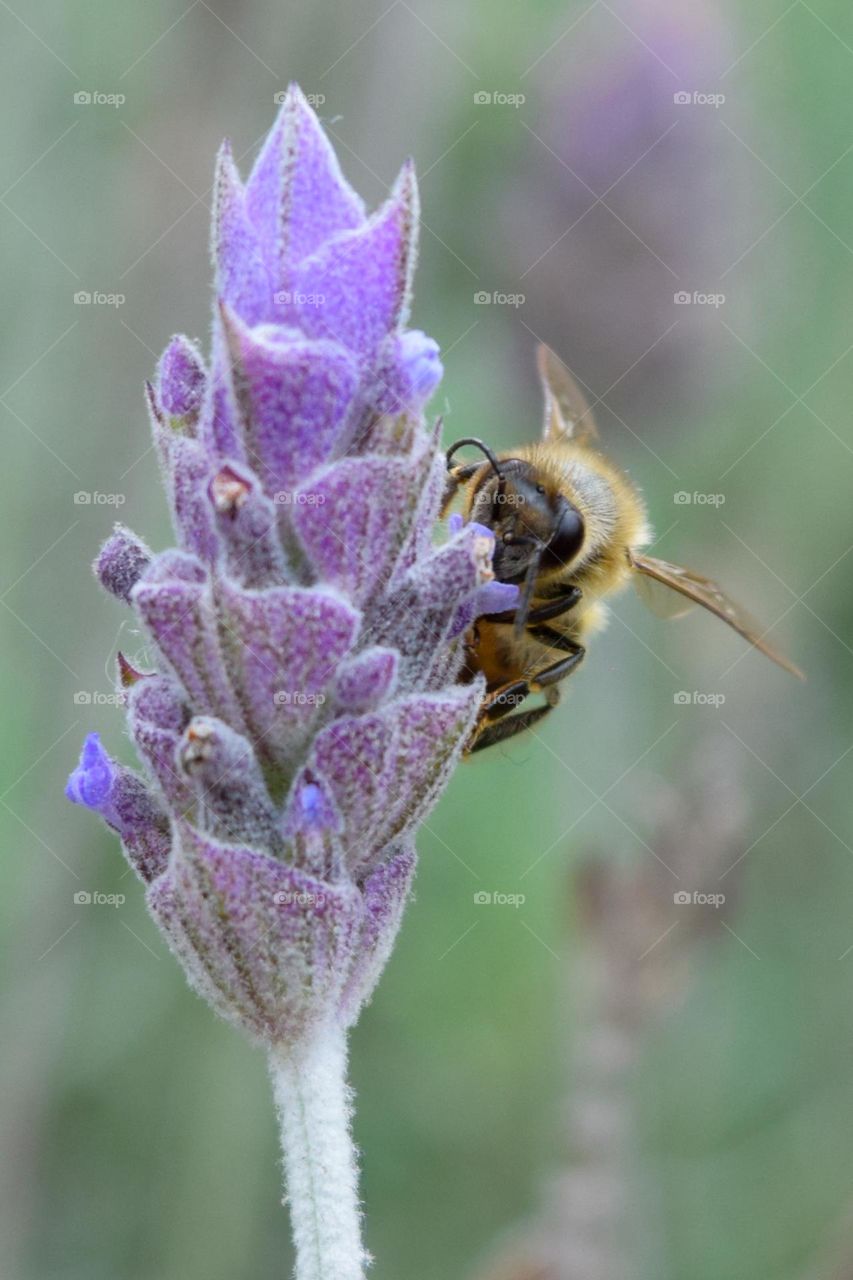 bee