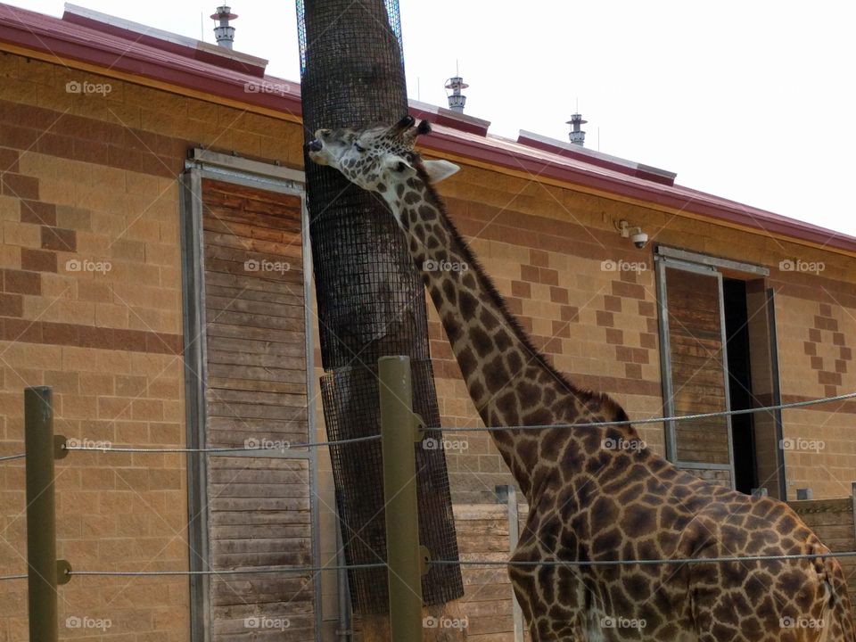 Not the brightest giraffe. Why is it licking the fencing?