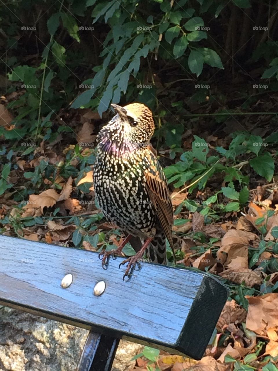 Bird in Central Park