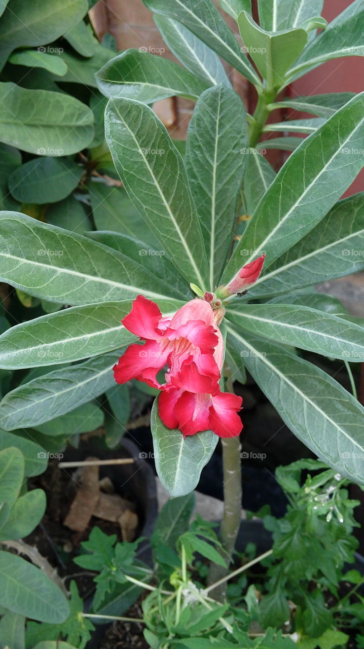 flower on the way home