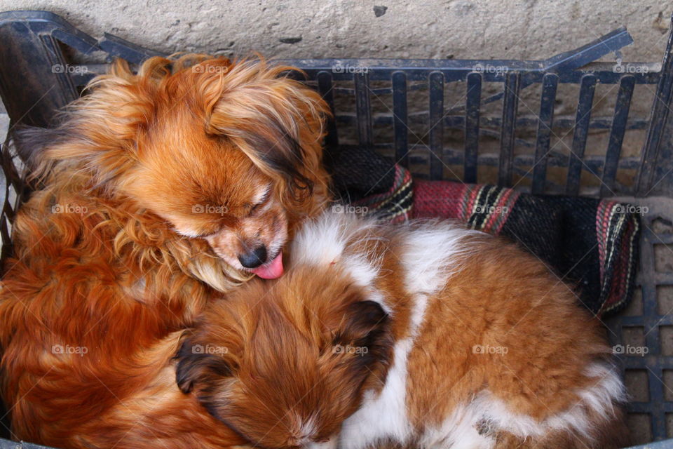 Beautiful small dogs mother and son in a plastic box