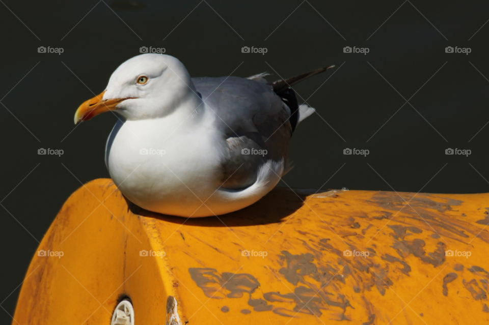 sea seagull sitting gull by Weathers71