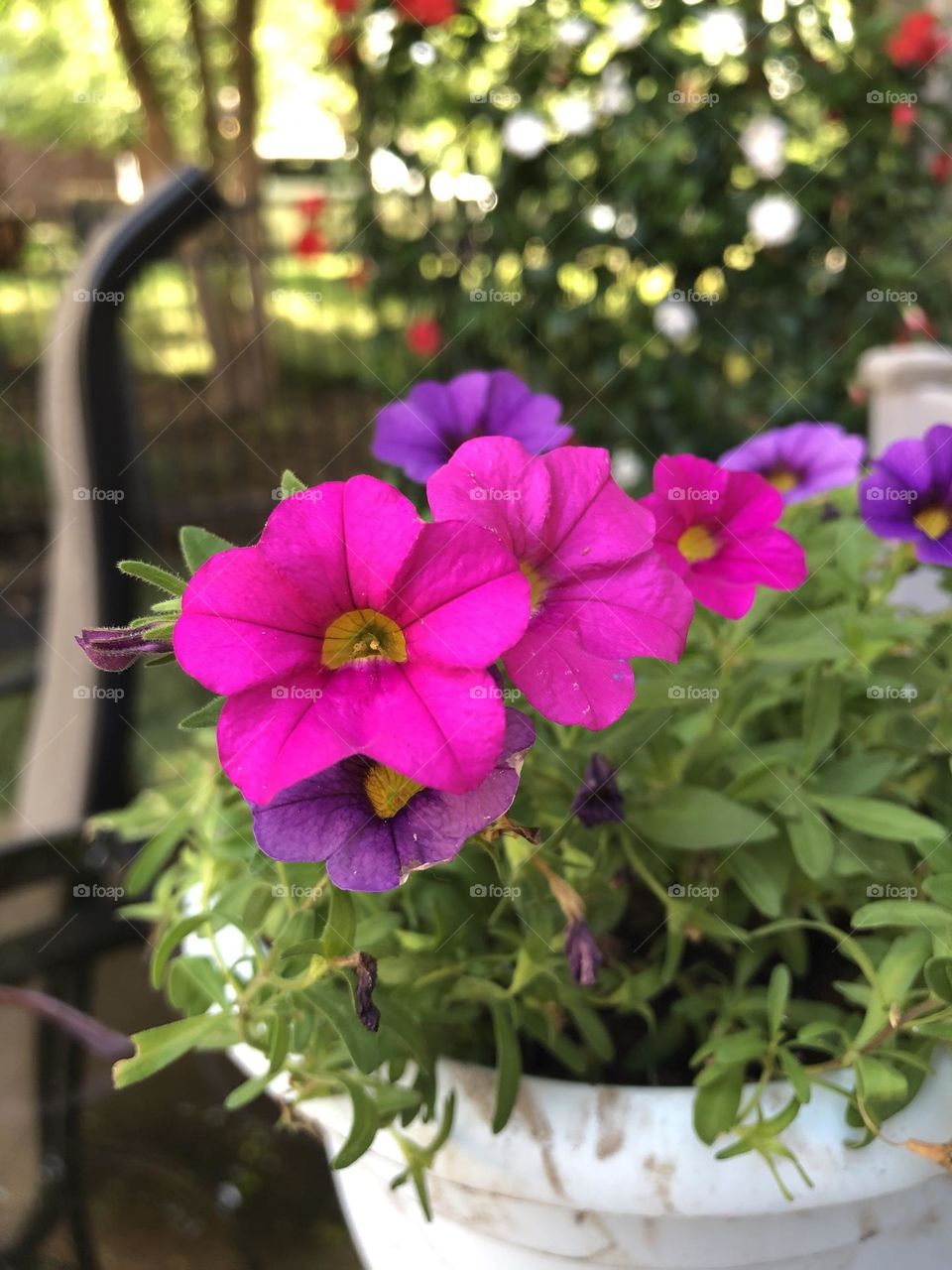 Petunias