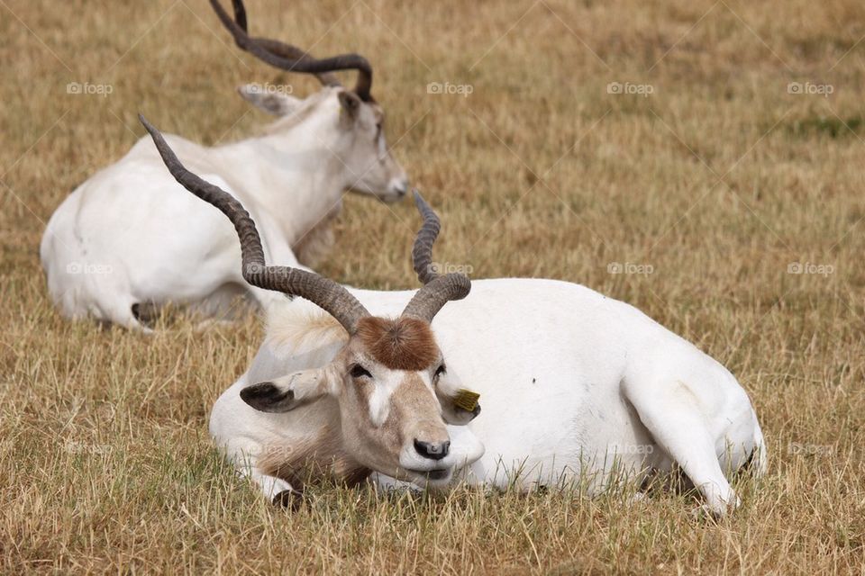 Stag lying down on dry grass