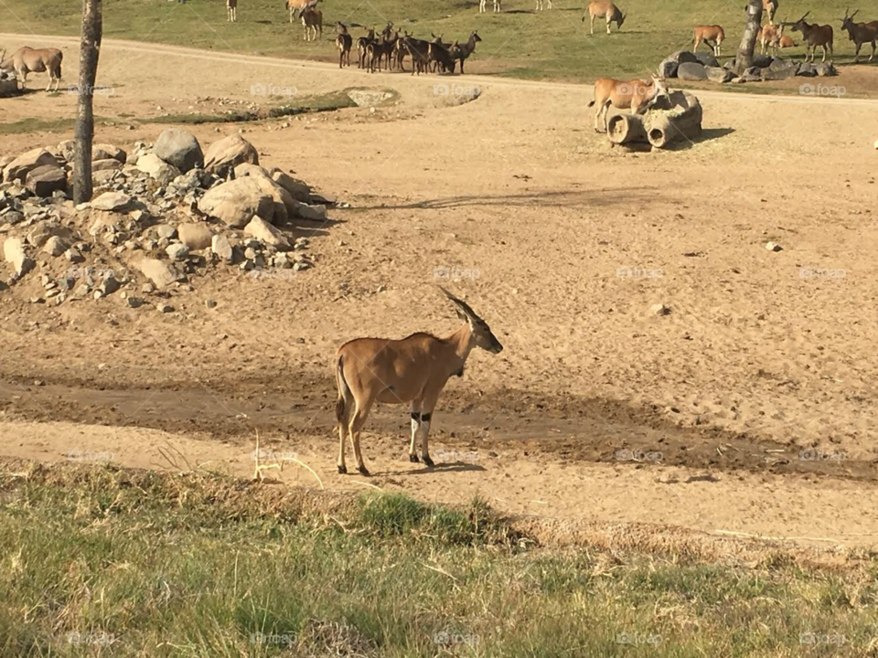 A gazelle taken at the Safari Park in San Diego.