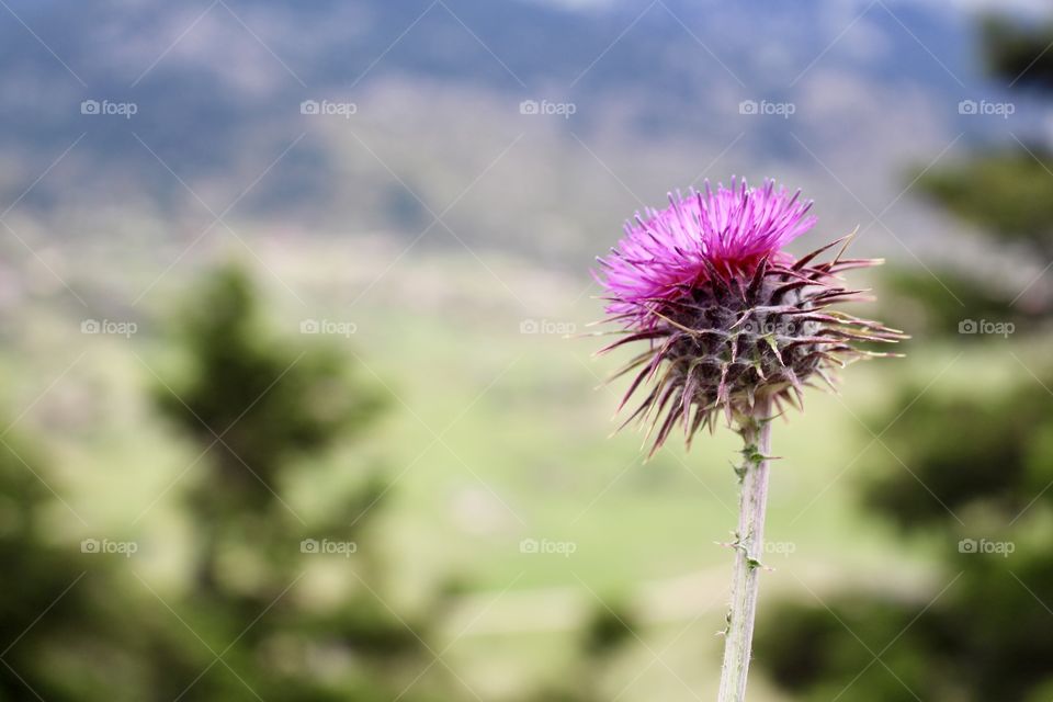 Macro of a flower in Greec