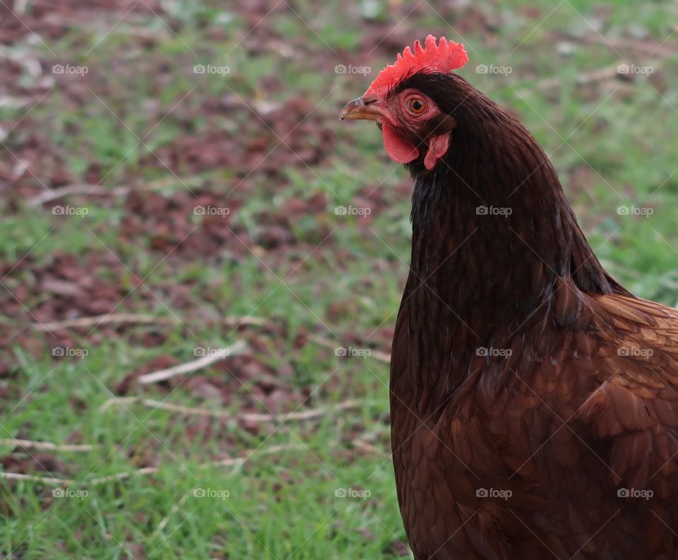 A brown and red rooster with a sharp beak and golden eye forages in the fresh green spring grass. 