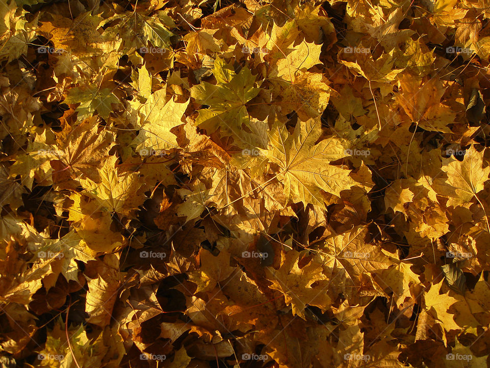 Ground covered in golden and yellow autumn maple leaves
