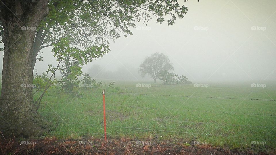 Foggy morning pasture. 