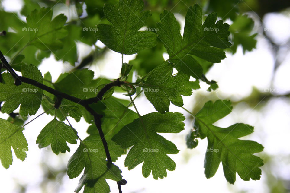 green wood grey tree by georgiadb