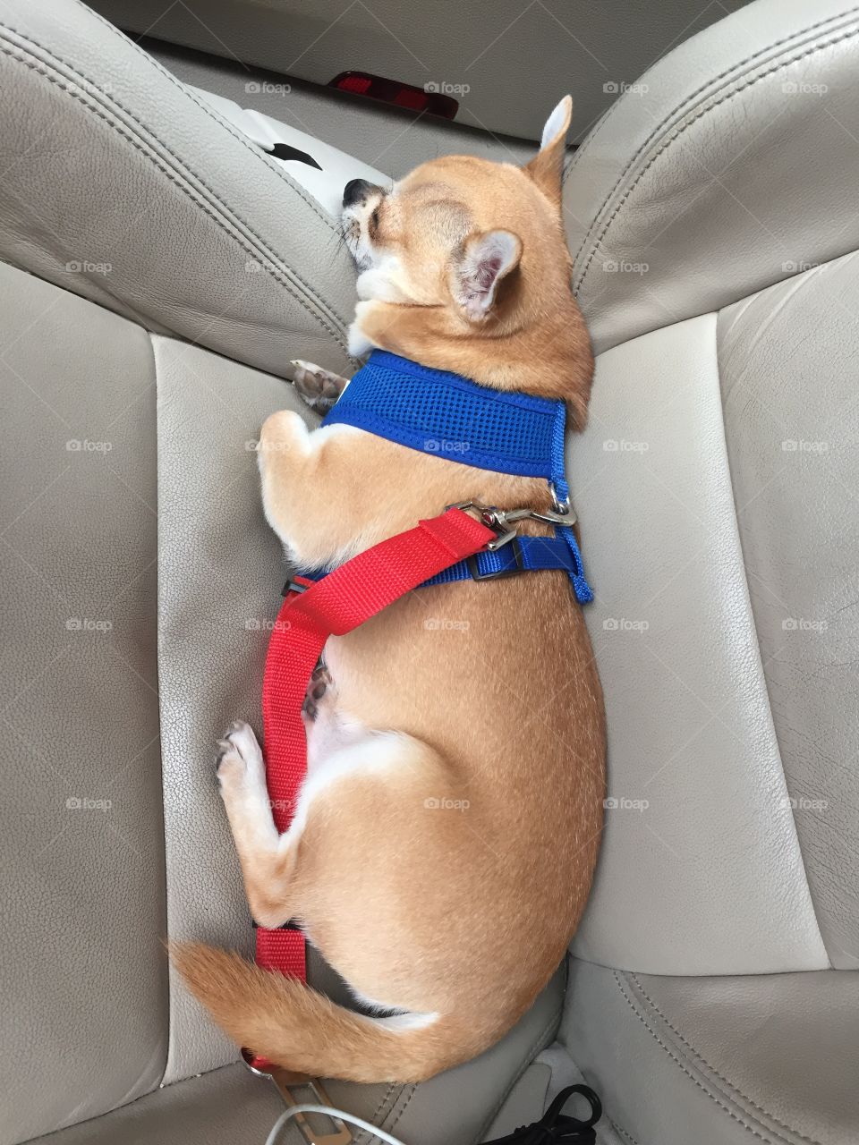 Sleeping dog in the car 