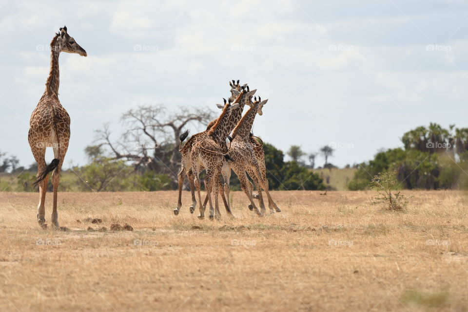 Quit funny moment when these giraffes ran away. It seems like there is on leg missing. Propably an optical illusion 😂