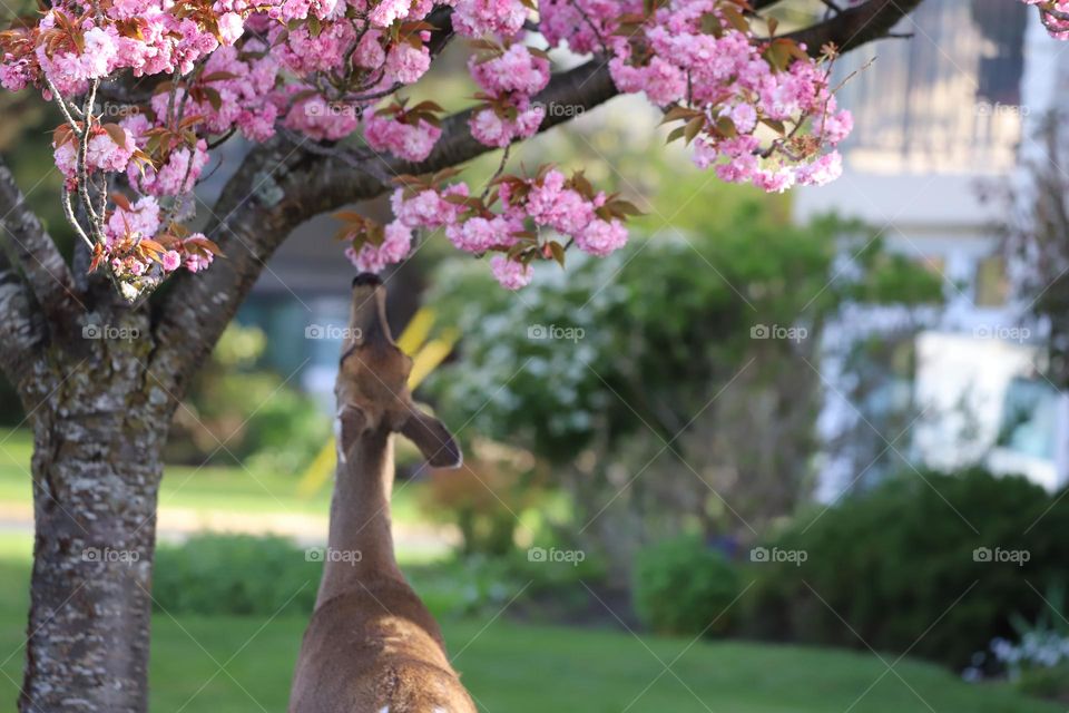 Deer under Sacura blossom 