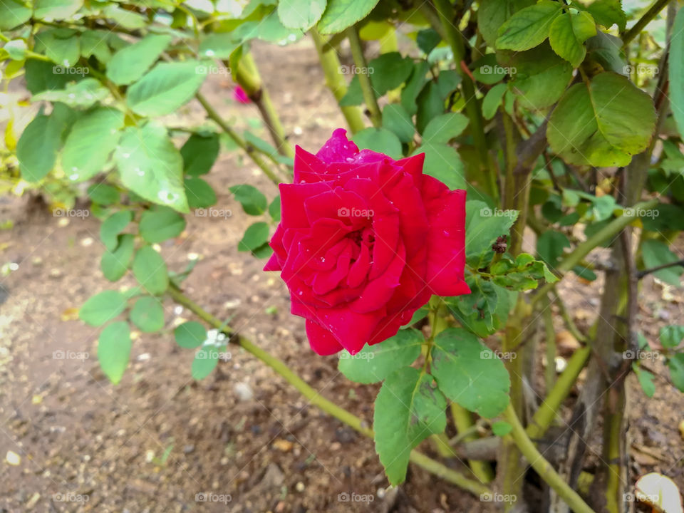 Beautiful Flower Rose