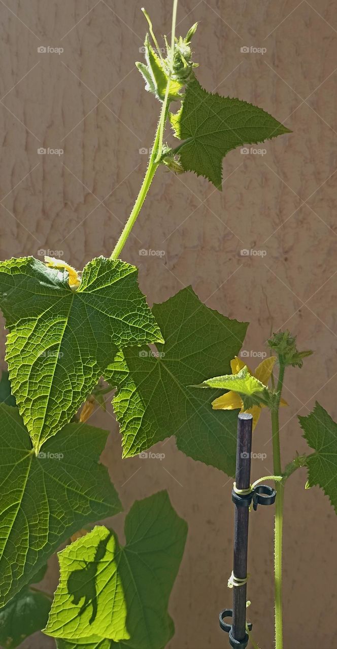 cucumber 🥒 in the pot home gardening, love earth 🌎