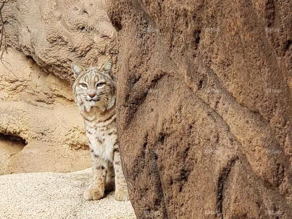 i see you, bobcat