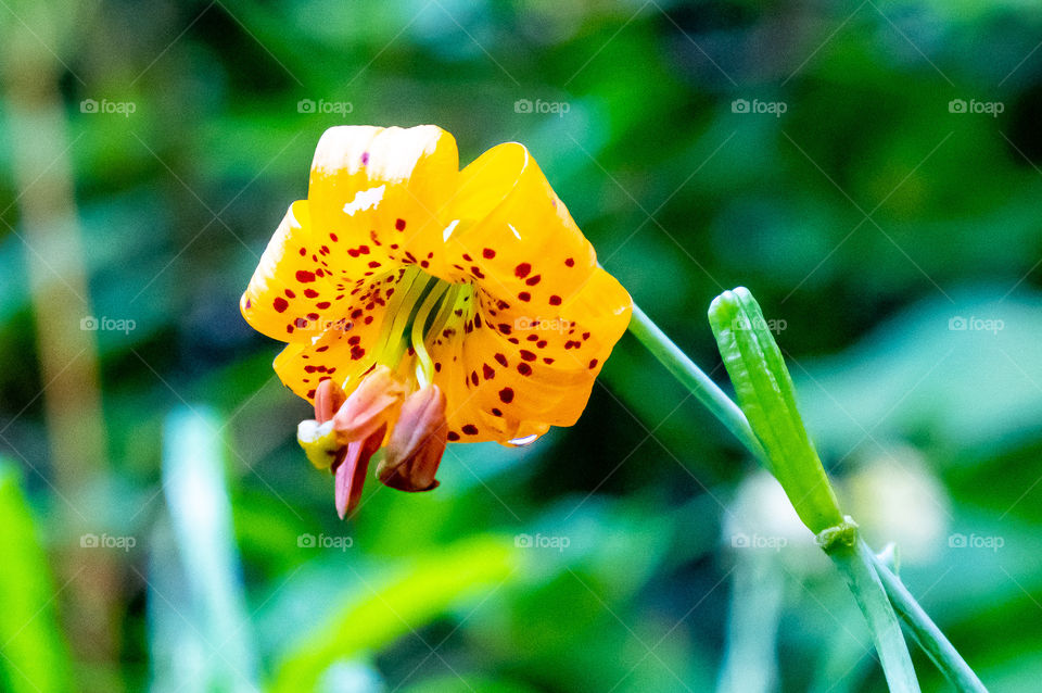 Close up of yellow flower with red spots