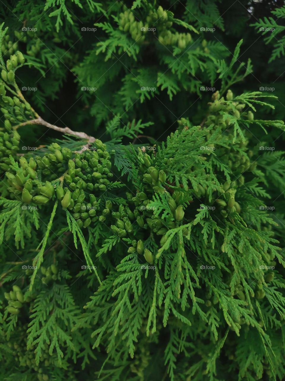 Macro photo of summer plants