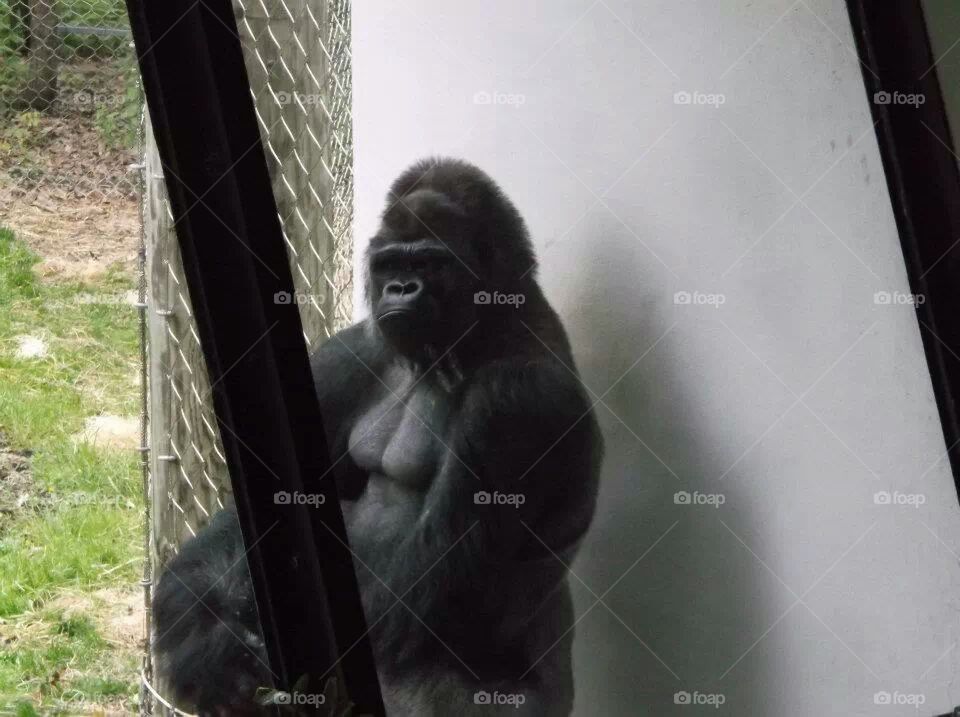 gorilla sitting