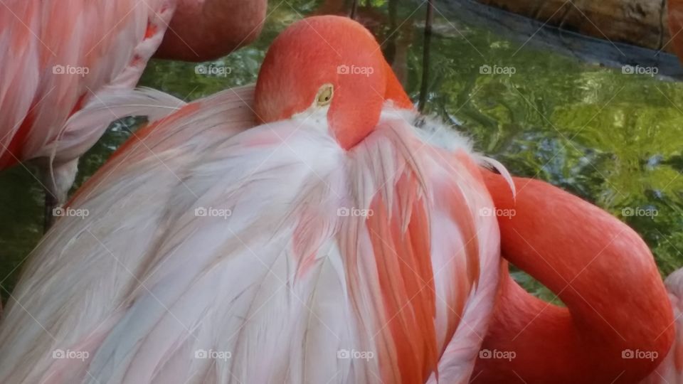 Flamingo. Zoo trip