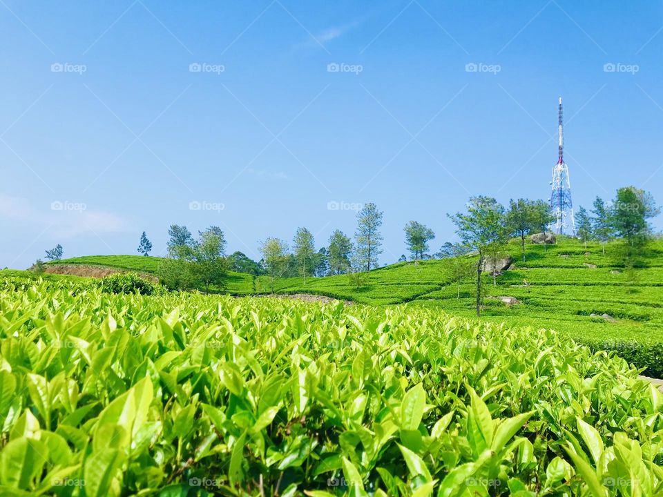 Beautiful tea plantation 