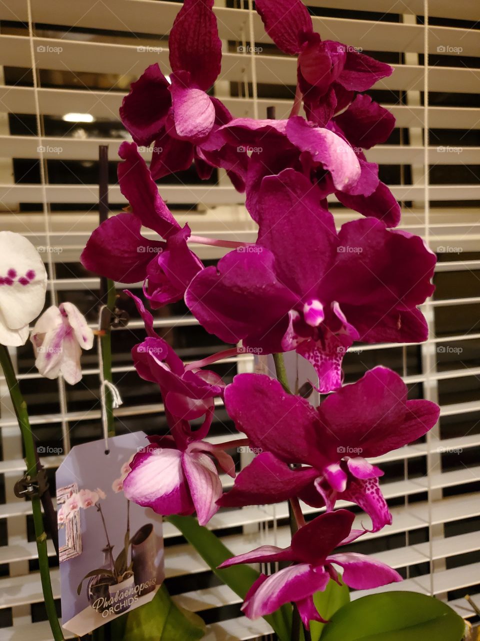 indoor exotic orchids