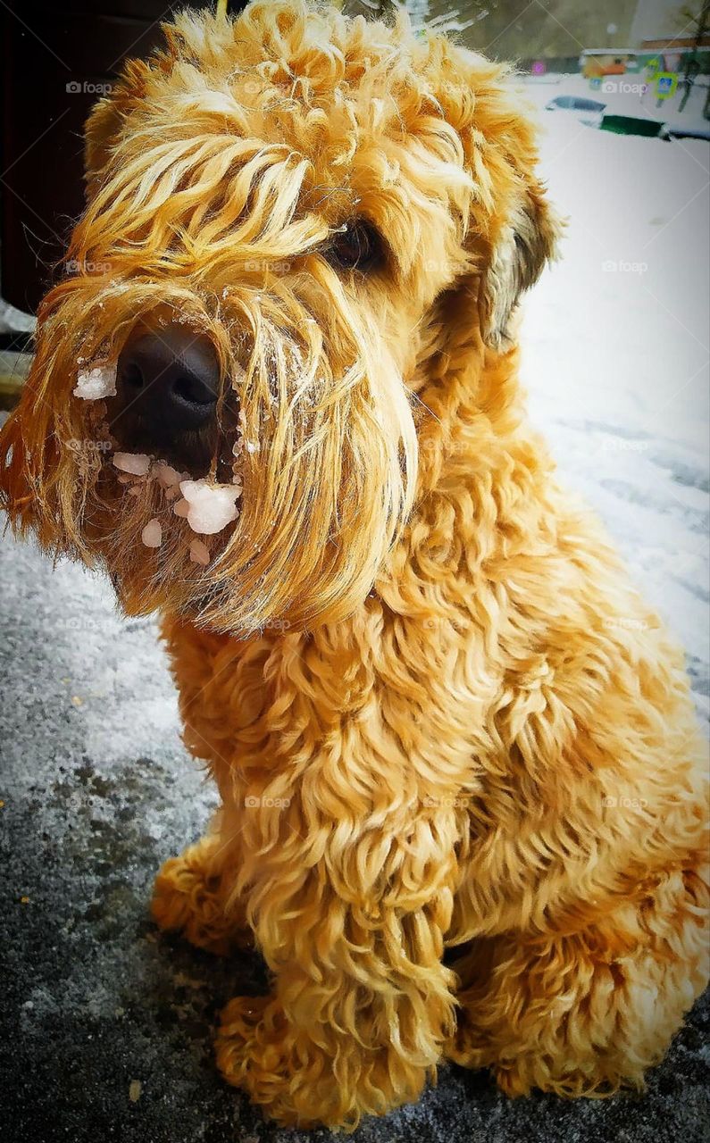 A dog's muzzle covered with frost and pieces of snow