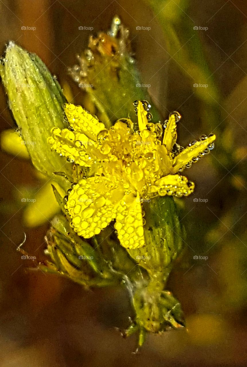 dew on wildflower