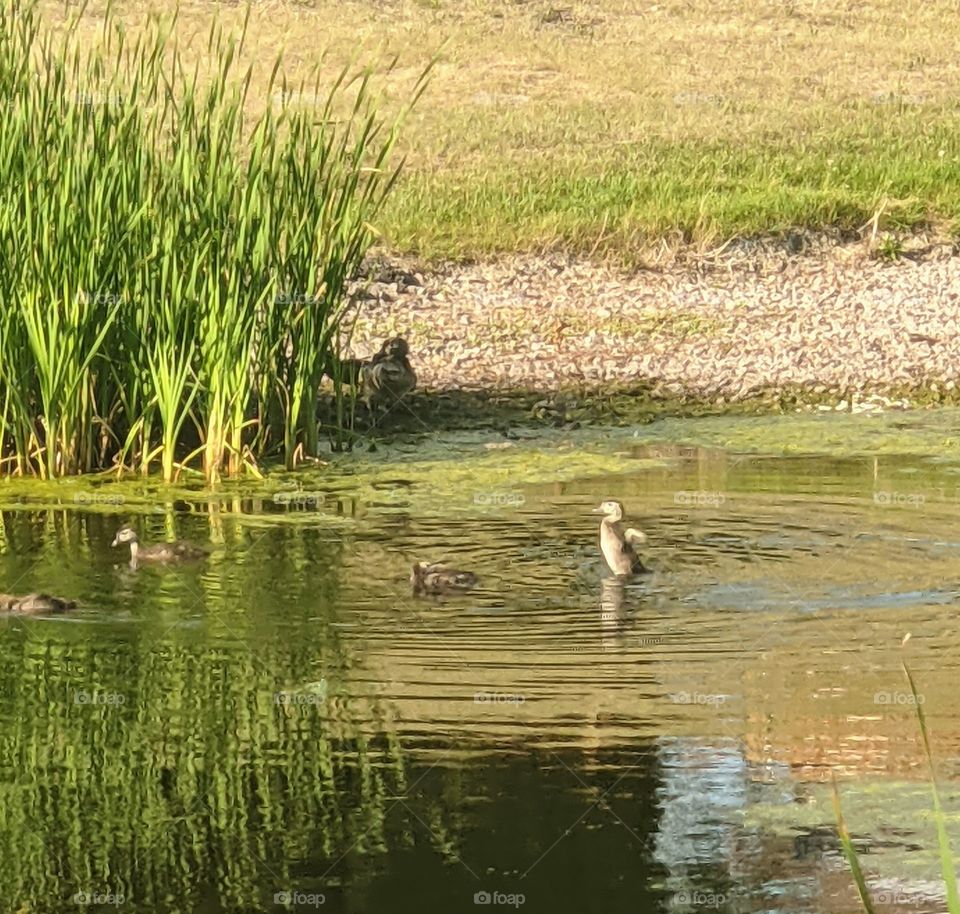 Ducks on the pond