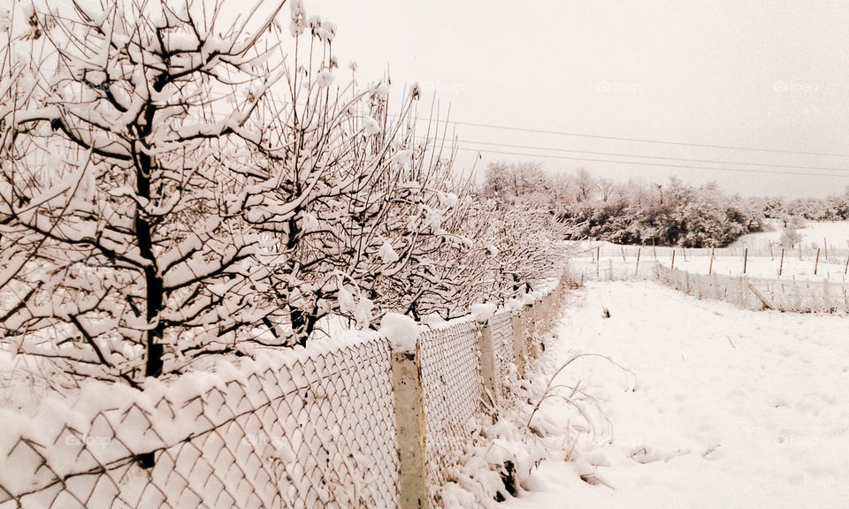 my neighbours fence and trees