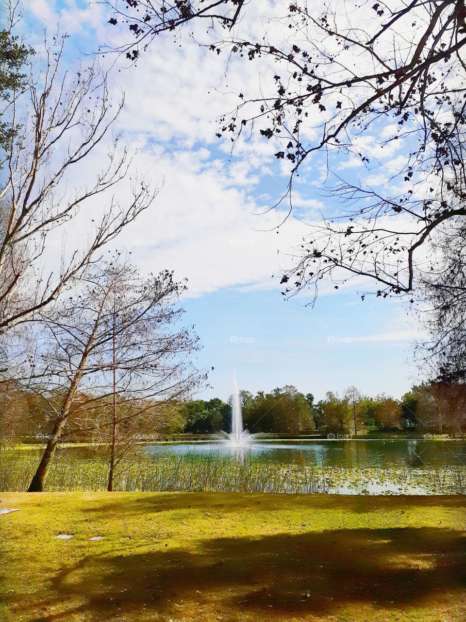 A beautiful landscape of the lake with a fountain in the middle, and surrounding scenery at Lake Lily Park in Maitland, Florida.