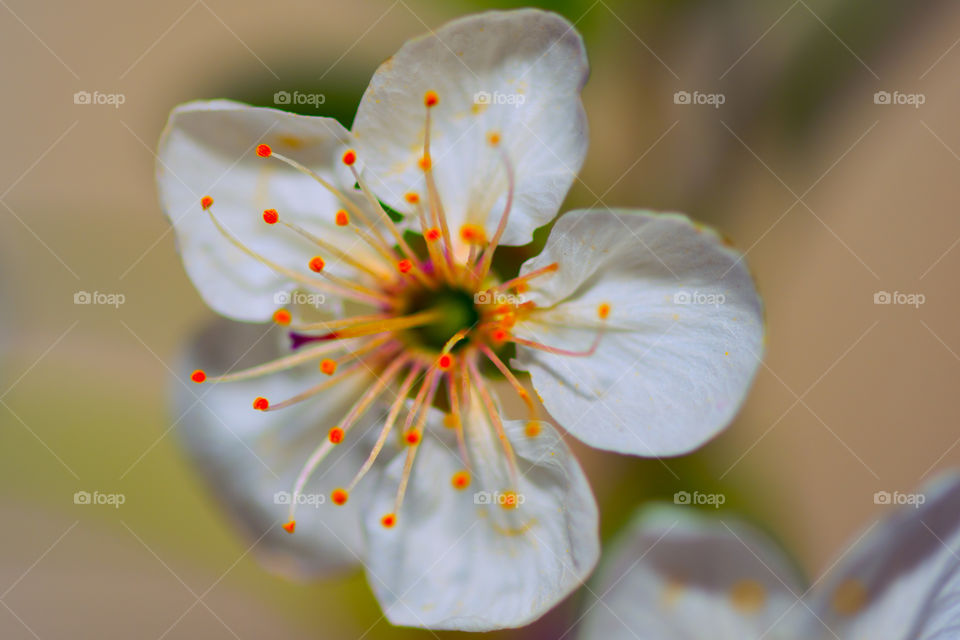 White spring flower in bloom