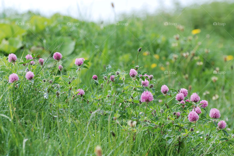 A lovely walk among the wildflowers.