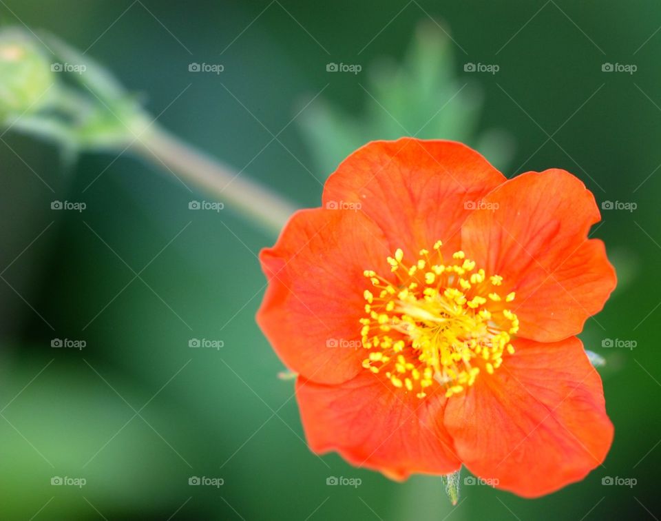 Close-up of flower