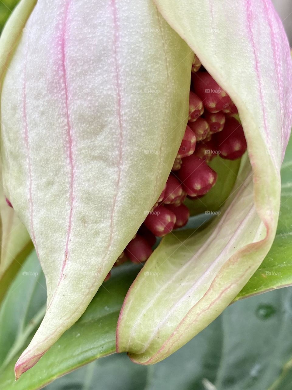 Close up of a flower of the rose grape