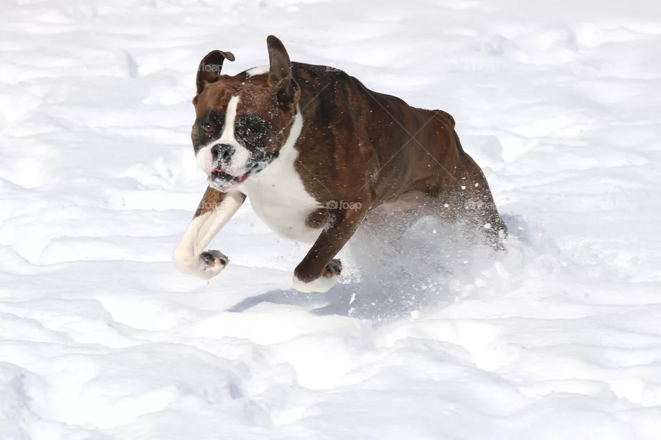Snow dog