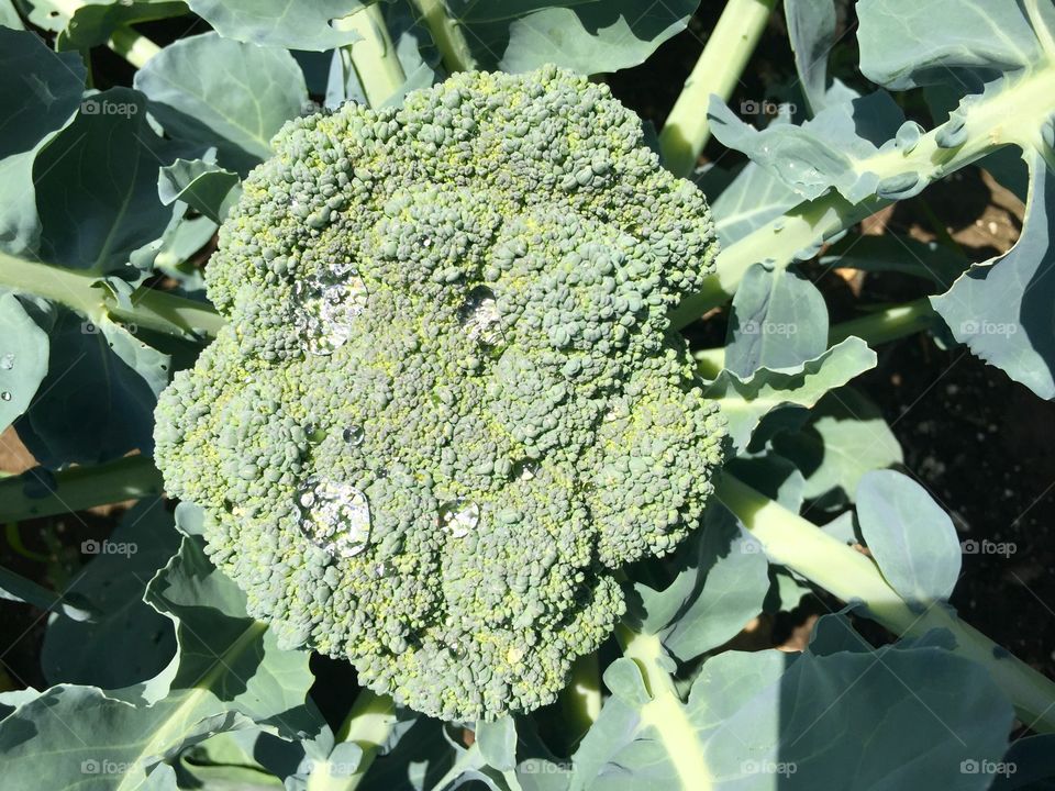Morning dew on broccoli