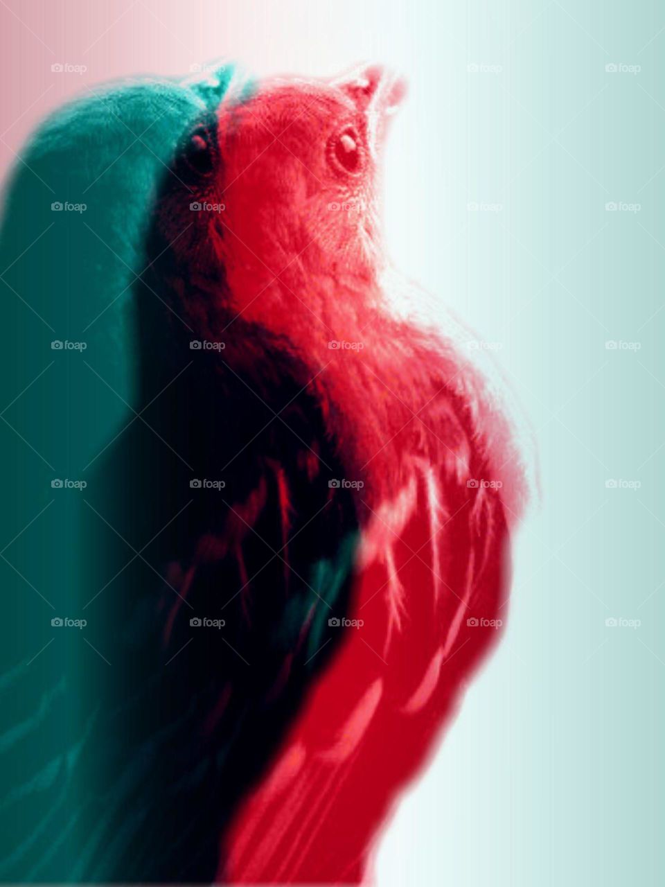 Bird, Portrait, No Person, One, Blur