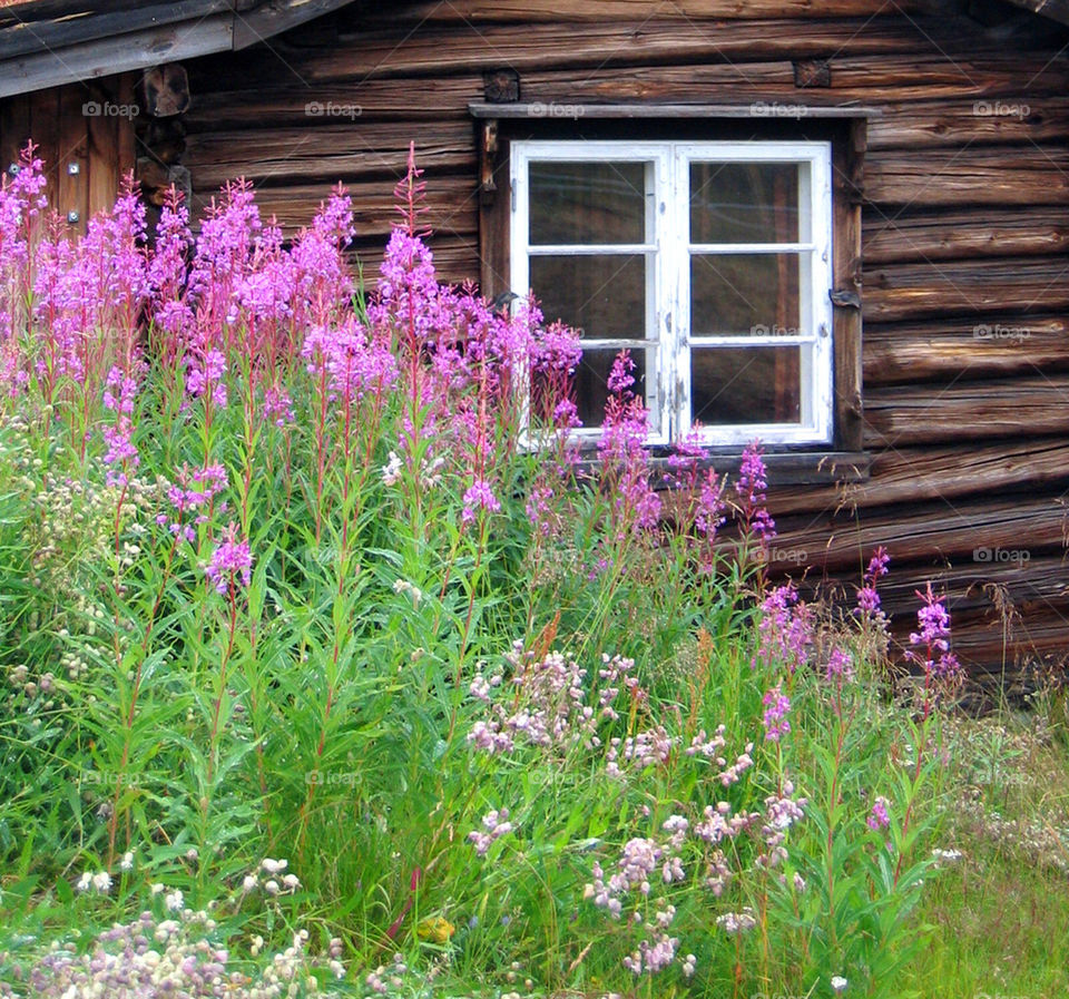 Flowers in front of a cottage.