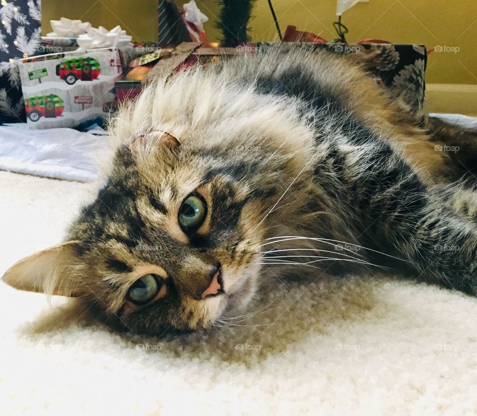 Cat waiting for Santa