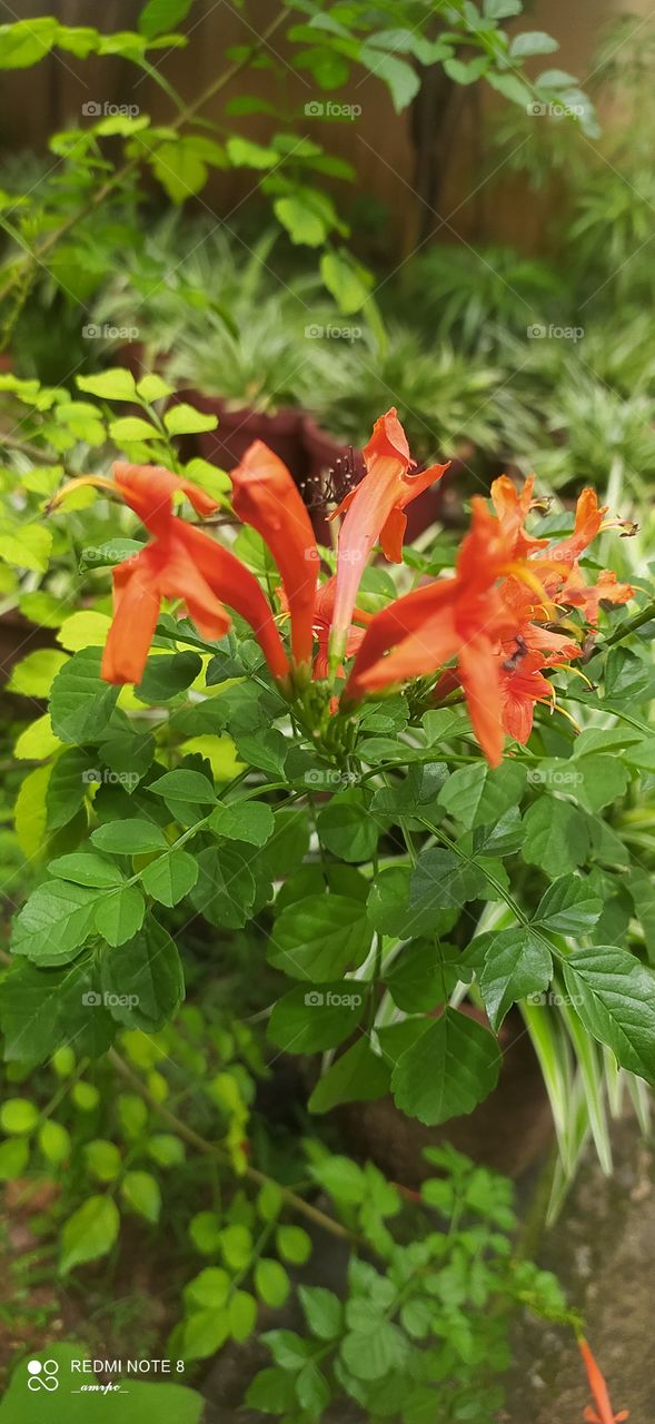 Who cares about the focus when it comes to these beautiful honeysuckle flowers. Indeed a masterpiece of heaven!