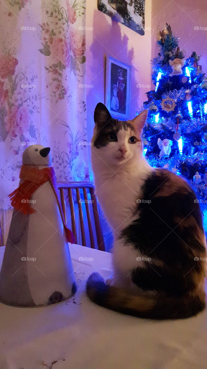 a new friend at Christmas