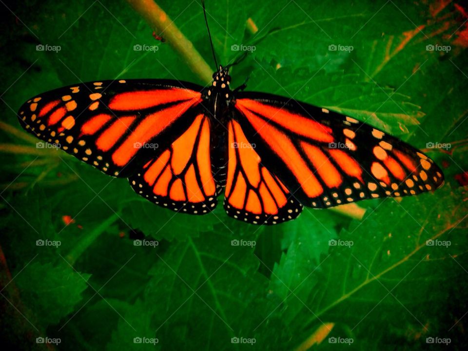 Bright new monarch