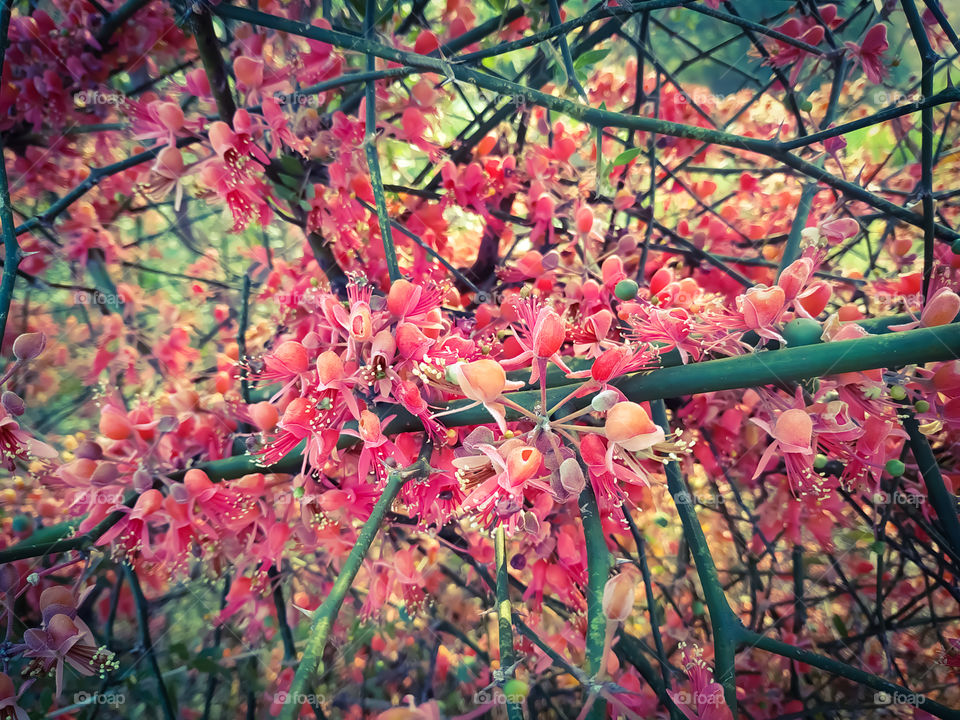 Beautiful flowers of Capparis decidua bloom in the rural areas of Rajasthan India in winter.