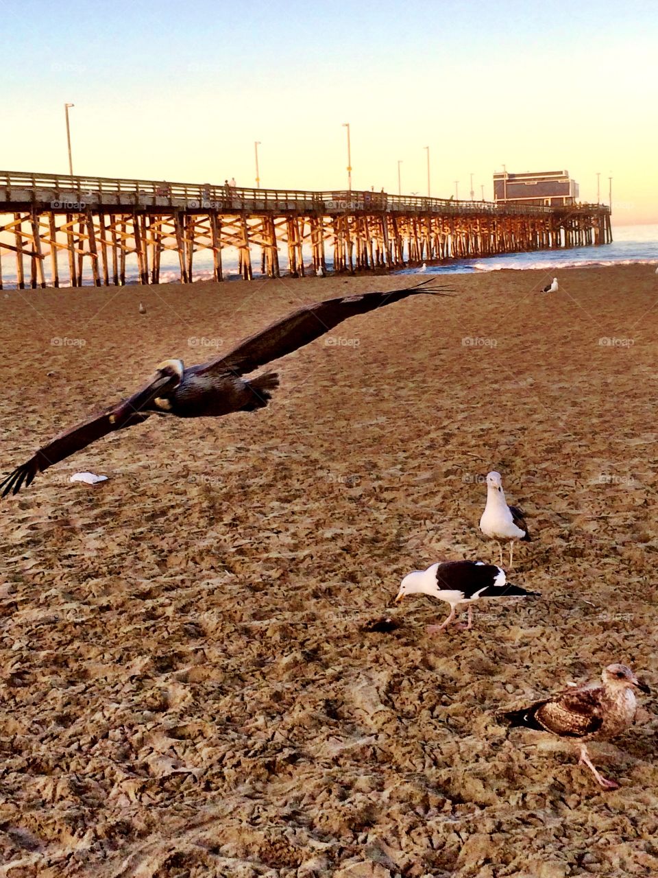 Winter bird madness. Winter Bird madness, Newport Beach, California