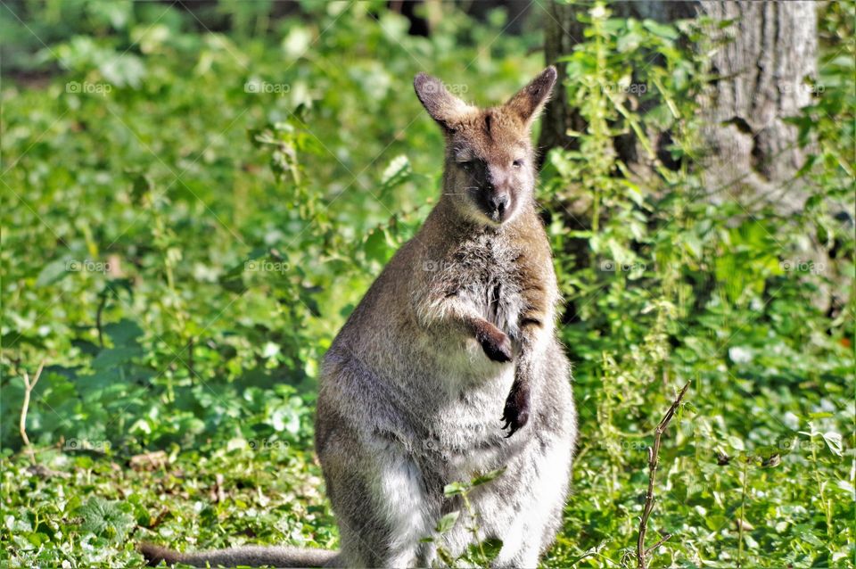 Wallaby