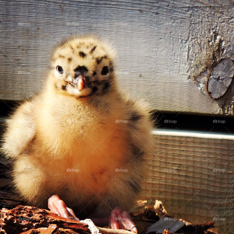 Newborn seagull seing the day
