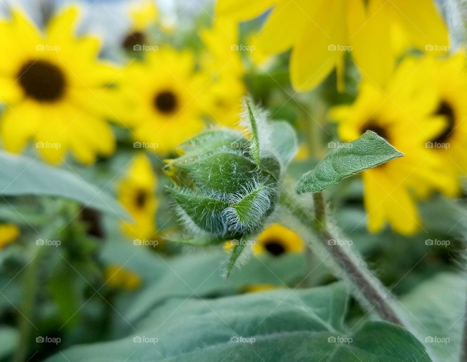 bud of a Ornamental Sunflower