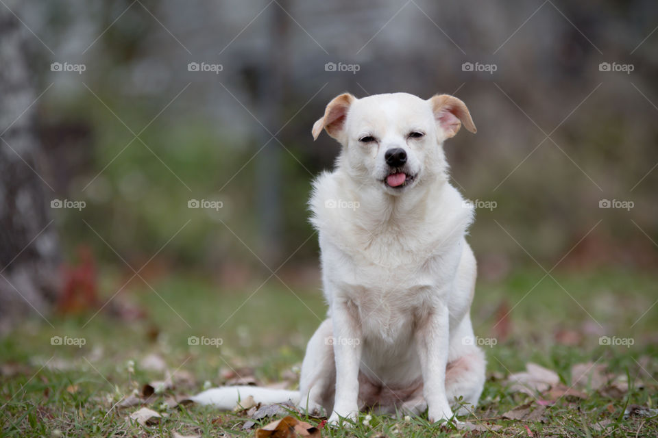 Silly small puppy dog with tongue sticking out